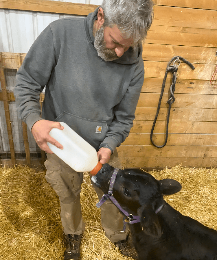 Man bottle feeding a calf