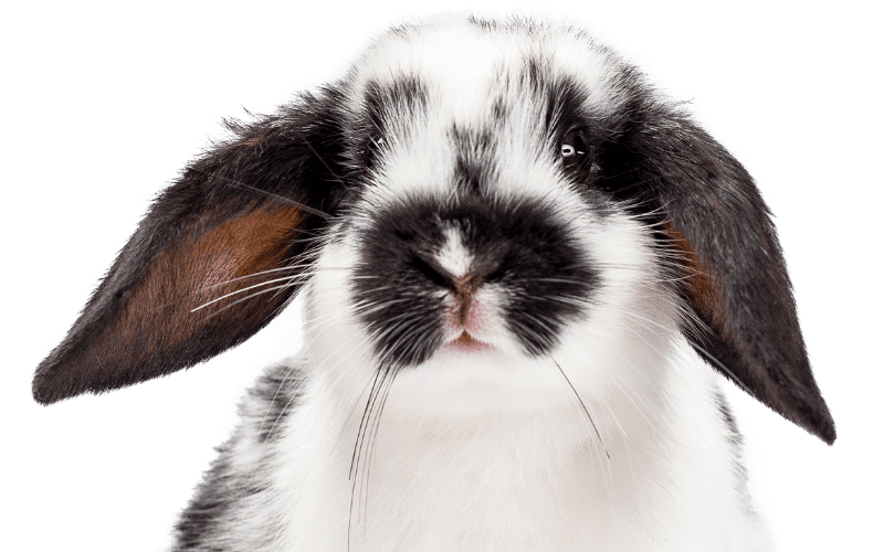 Close up of a white and black bunny