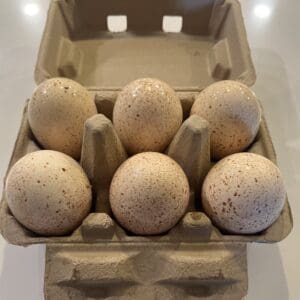 1/2 Dozen Farm Fresh Turkey Eggs