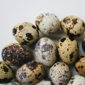 1 Dozen Farm Fresh Quail Eggs