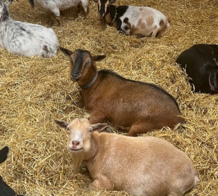 Goats - Group of goats laying in hay