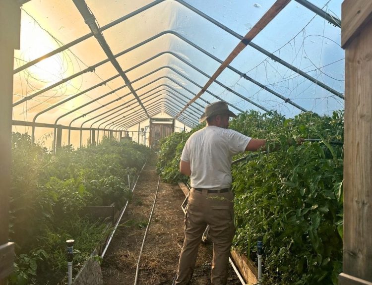 Grow Zone - Man watering plants in the greenhouse