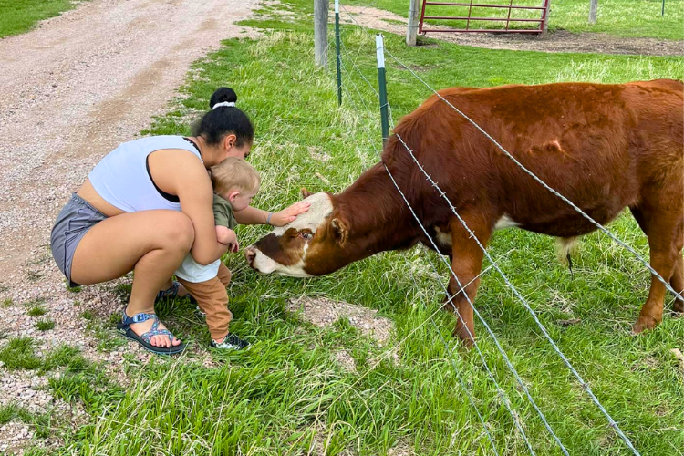 Woman and toddler petting a cow thorugh a fence