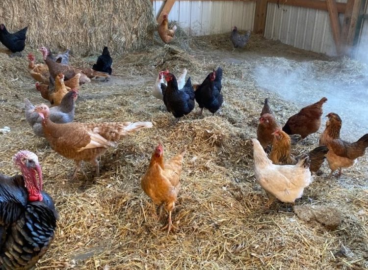 Poultry - Group of poultry in barn