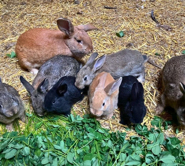 Rabbits - Group of rabbits eating leafy greens
